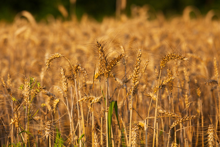 在田间生长的小麦