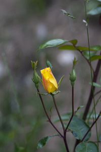 花园中的玫瑰