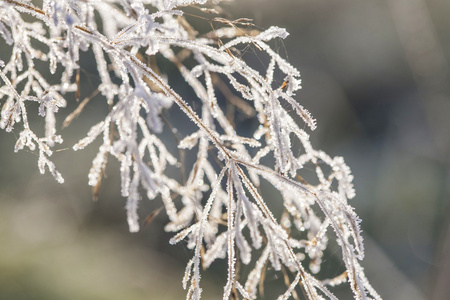 诗意的冬天冰冻的植物与雪水晶