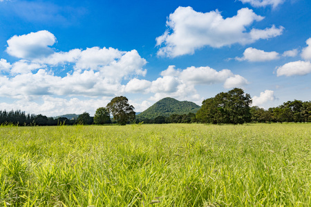 绿色的田野 天空和山背景清晰