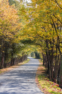 在秋季森林路