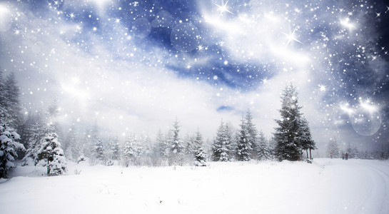 圣诞背景与雪杉木树图片