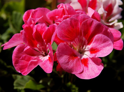 天葵植物的粉红色花