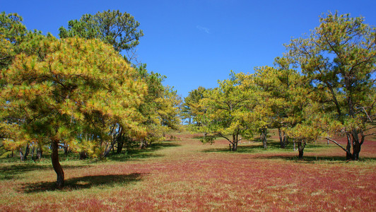 大叻，生态旅游 草 松树丛林