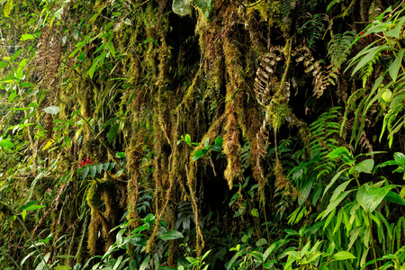 亚马逊野生动物, 厄瓜多尔