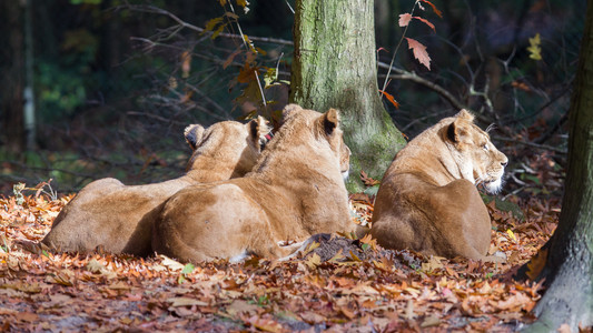 三狮享受阳光