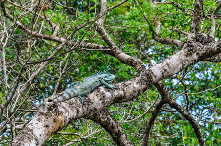 伊瓜纳在巴西马纳奥斯亚马逊雨林的树上