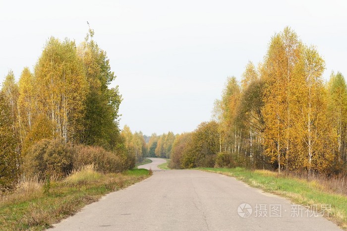 秋天的乡村有黄树的空旷道路