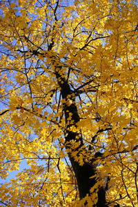 金色秋天一棵树