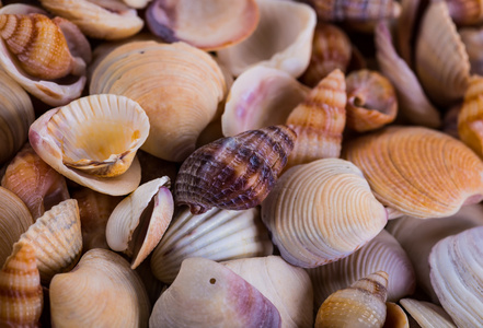贝壳贝壳各种海贝壳从海滩panor
