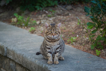 脂肪的流浪猫