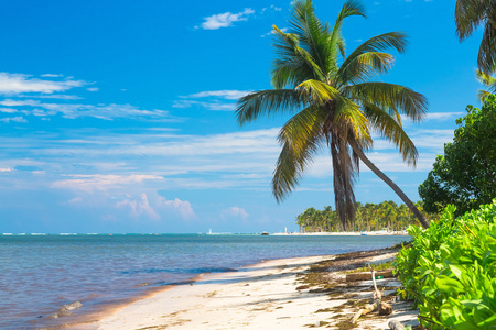在多米尼加共和国美丽的加勒比海滩上椰子棕榈