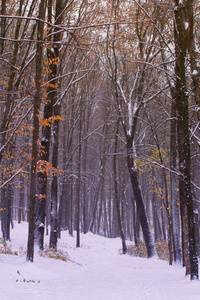 黄色的秋天的森林被第一场雪覆盖着