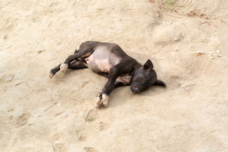 一条街上死狗图片