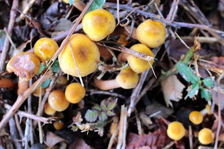 一些棕色蘑菇