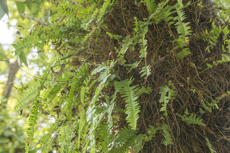 蕨类植物叶树绿色自然自然园植物区系概念