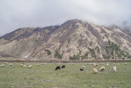 在山上的绿色草地上的羊