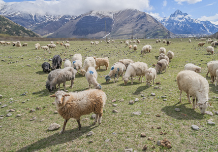 在山上的绿色草地上的羊图片