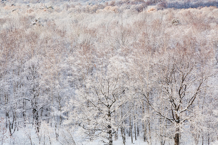 冬天在冰冻的森林里的雪橡树