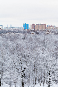 雪橡树在森林和城市在冬天