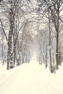 冬季公园降雪