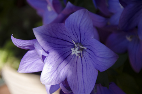 紫罗兰花8