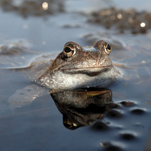 常见棕色的青蛙 林蛙 。普通的蛙 林蛙，也被称为欧洲共同青蛙