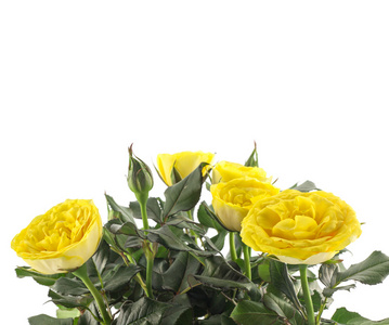 美丽的黄玫瑰，反对白色