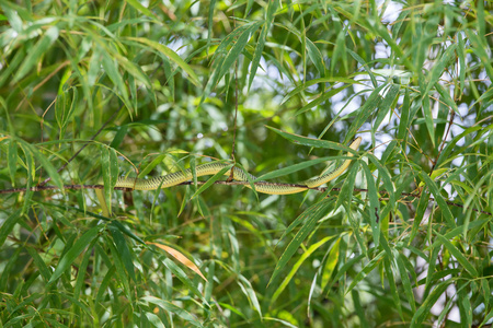绿蛇爬在竹