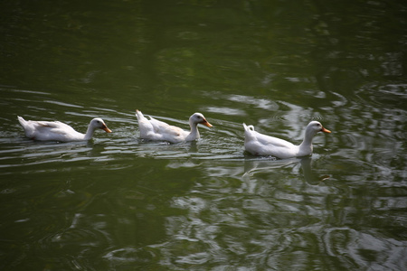 鸭子在水中