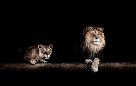 狮和母狮，美丽的狮子，狮子在 da 的肖像