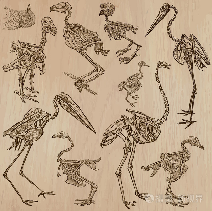 鸟类的骨头,骨骼 ―― freehands, 矢量