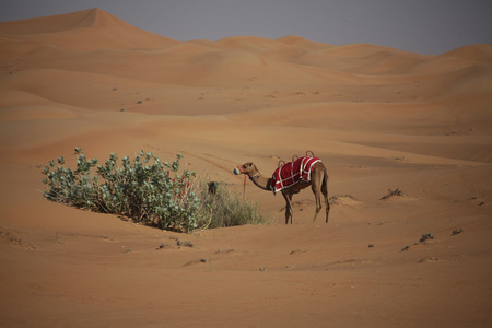 在沙漠中的骆驼