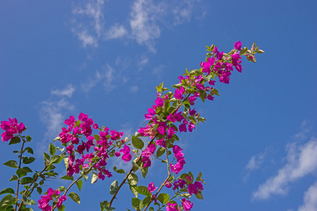 粉色叶子花