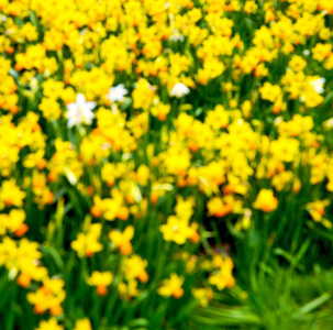 白色在伦敦黄色花领域自然和春天