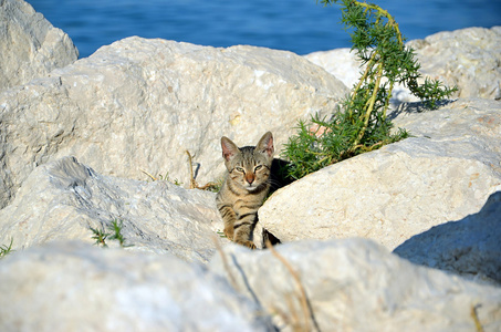 在海边岩石上的小猫