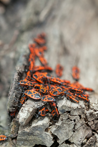 Pyrrhocoris 翅大头粪金龟的殖民地。萤火虫是家庭的一种常见昆虫 Pyrrhocoridae