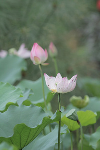 莲花和荷花花卉植物