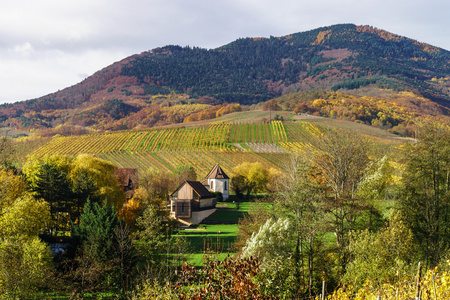 美丽的风景的 alsacien 山与葡萄园