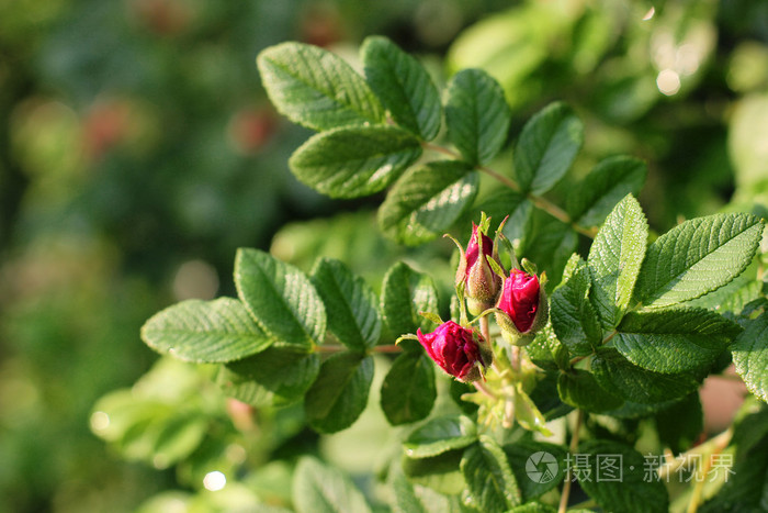 野生玫瑰花玫瑰臀部芽