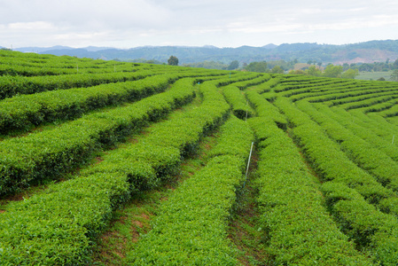 在泰国的茶叶种植园