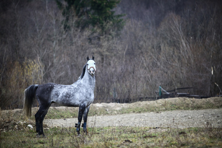 孤独的灰色马