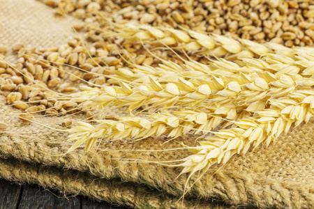 粮食与小麦的穗状花序在黄麻织物