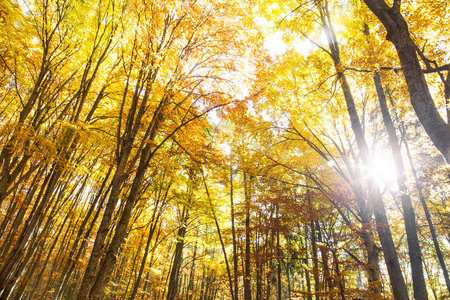 秋天山毛榉森林与阳光穿过树木
