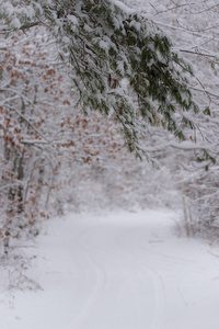 雪白常绿分枝自然背景