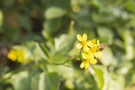 蜜蜂从黄花中收集花蜜