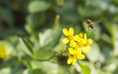 蜜蜂从黄花中收集花蜜