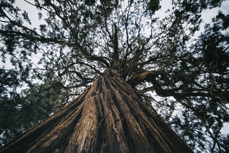 在内华达山脉景观