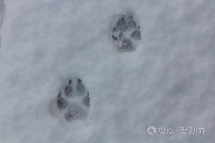 在雪地里的狗脚印