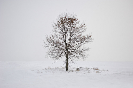 冬季棵孤独的树
